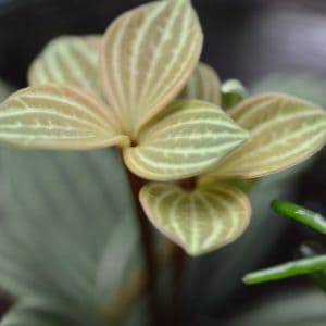 Peperomia Puteolata