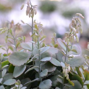 Kalanchoe Fedtschenkoi