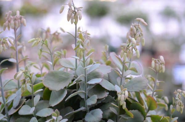 Kalanchoe Fedtschenkoi