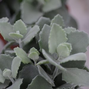 Kalanchoe Millotii