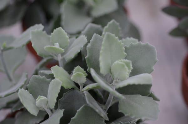 Kalanchoe Millotii