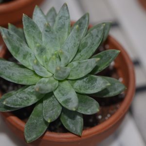 Pachyveria Bea