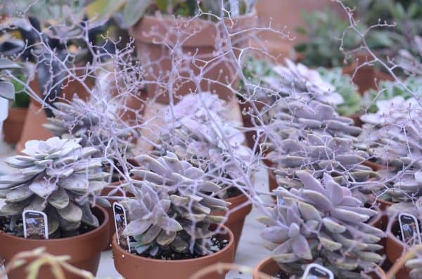 Graptopetalum Pentandrum Superbum