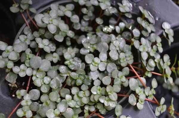 Pilea Glauca