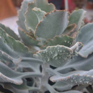Kalanchoe Beharensis Fang