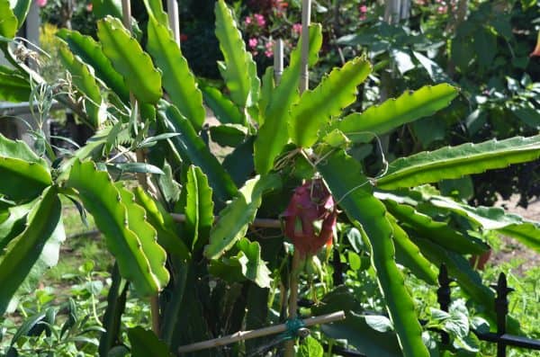 Hylocererus Undatus Pitaya