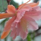 Epiphyllum What a Dream