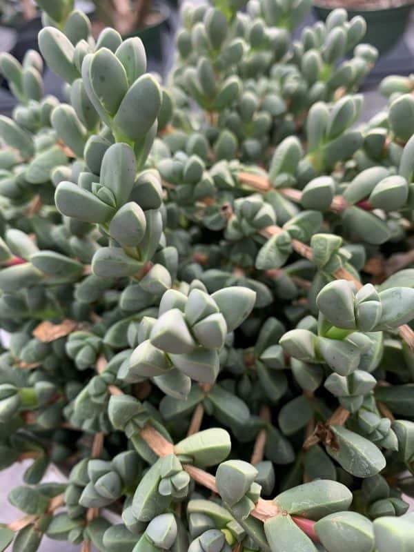 Delosperma Lehmanii