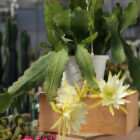 epiphyllum whatta dream