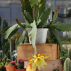 epiphyllum whatta dream