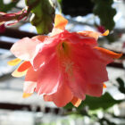 epiphyllum whatta dream
