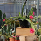 epiphyllum whatta dream
