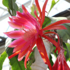 epiphyllum whatta dream