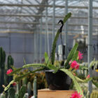 epiphyllum whatta dream