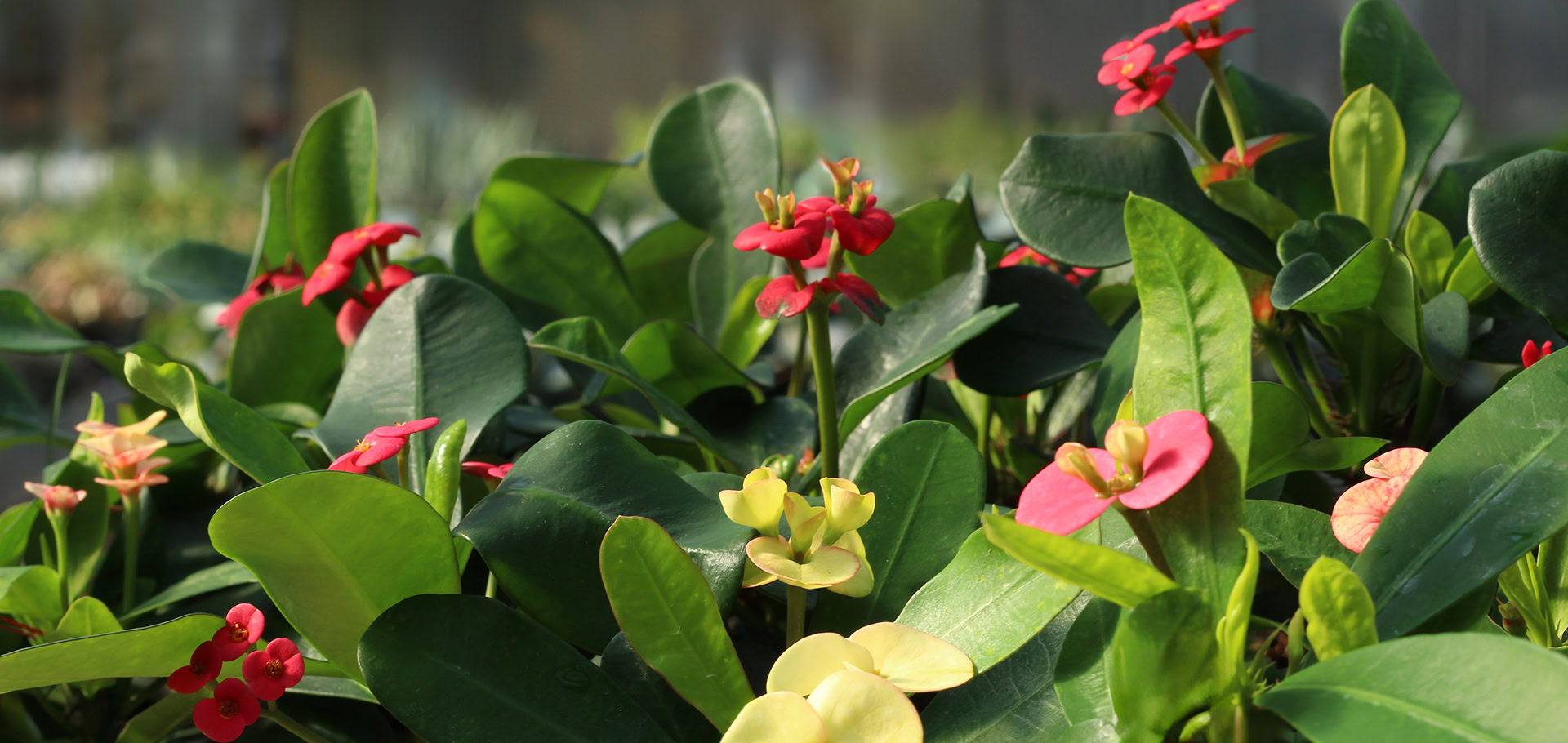 euphorbe milii euphorbe milii