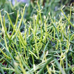 Euphorbia Tirucalli Stick on Fire