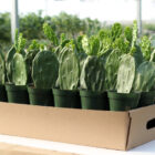 opuntia ficus indica