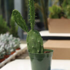 opuntia ficus indica