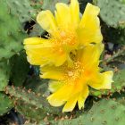 Opuntia Humifusa