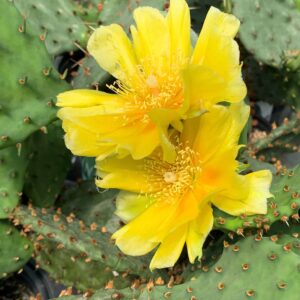 Opuntia Humifusa