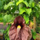 Aristolochia Gigantea