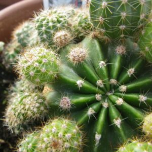 Echinopsis Calochlora