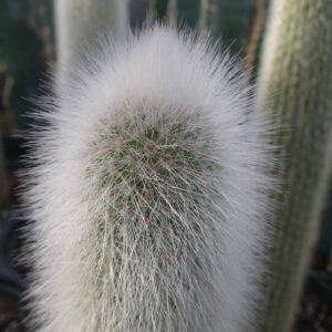 Cleistocactus Strausii