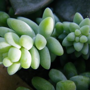 Sedum Burrito