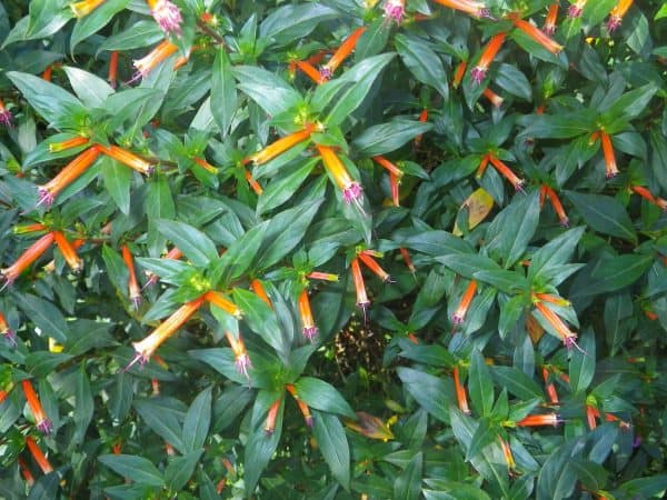 Cuphea ignea