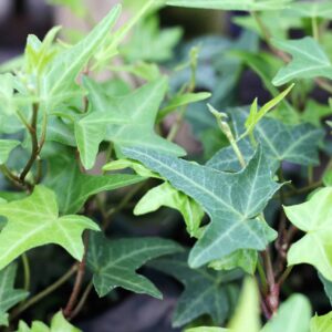 Hedera Helix