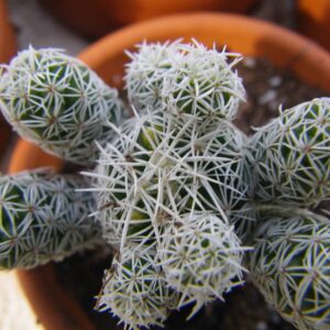 Mammilaria fragilis