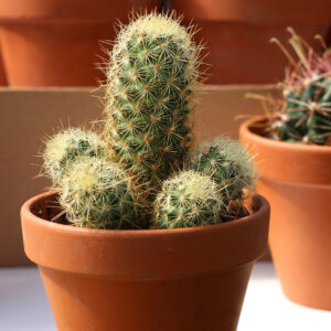 mammillaria elongta 'lemon'
