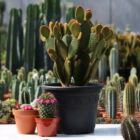 opuntia microdasys rutida