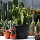 opuntia microdasys