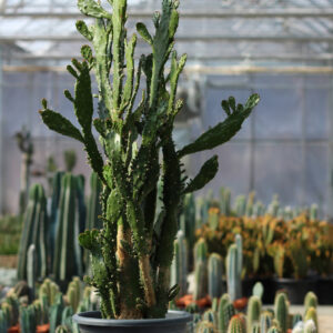 opuntia vulgaris