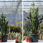 opuntia vulgaris
