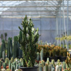 opuntia vulgaris