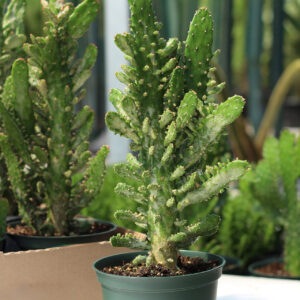 opuntia vulgaris variegata