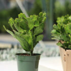 opuntia brasiliensis