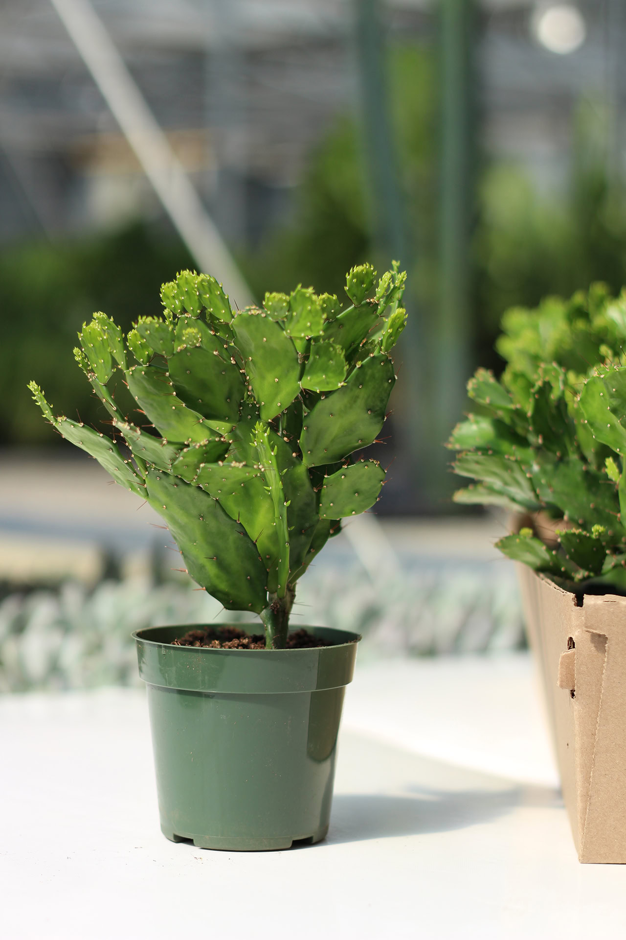 opuntia brasiliensis