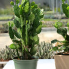 opuntia brasiliensis