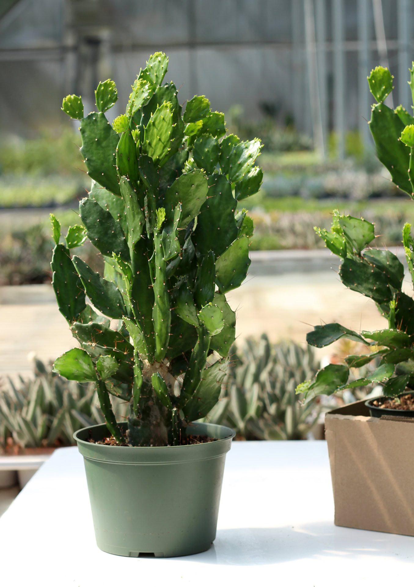 opuntia brasiliensis