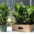 opuntia brasiliensis