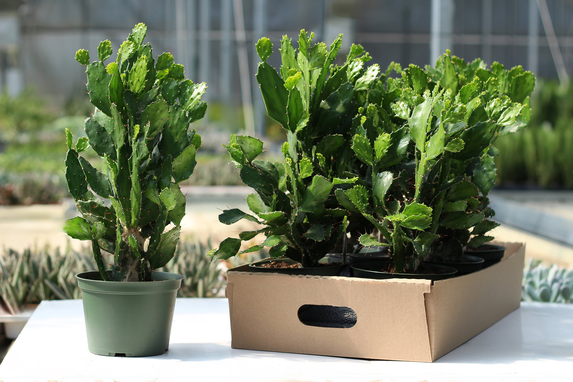 opuntia brasiliensis