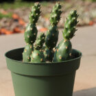 opuntia fragilis (vivace)