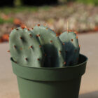 opuntia humifusa