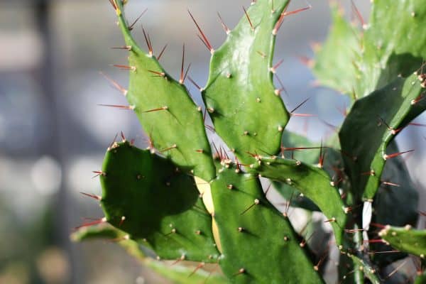 Opuntia Brasiliensis