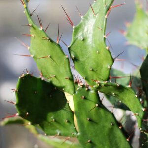 Opuntia Brasiliensis