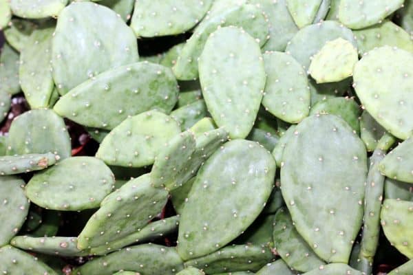 Opuntia Cacanapa