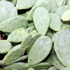 Opuntia Cacanapa